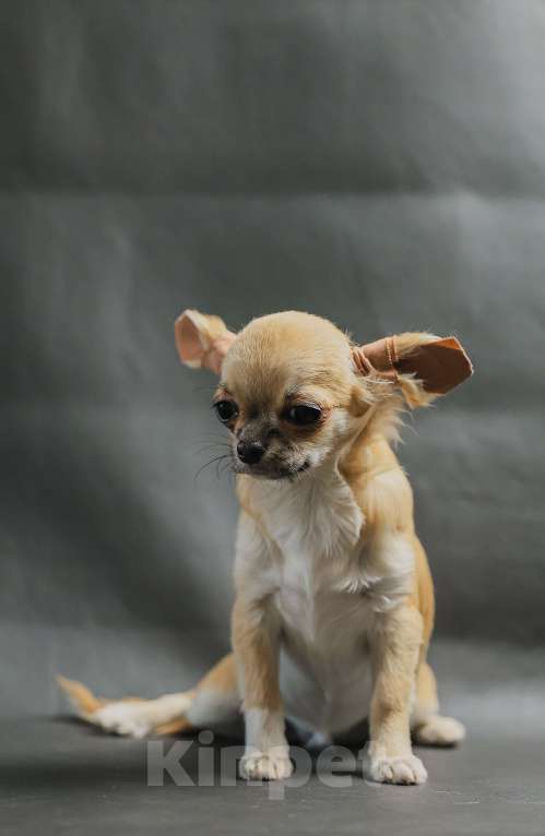 Собаки в Новосибирске: Щенок Чихуахуа  Девочка, 130 000 руб. - фото 2