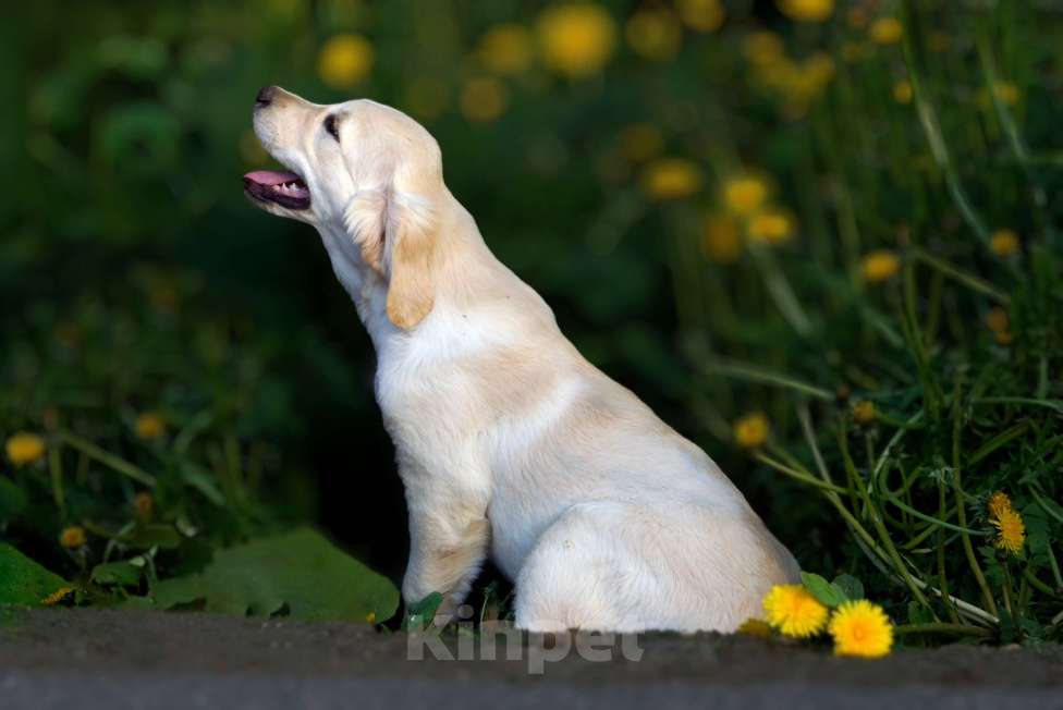 Собаки в Санкт-Петербурге: Щенки золотистого ретривера с документами РКФ, выражены профессионалами, импортные крови!  Девочка, Бесплатно - фото 3