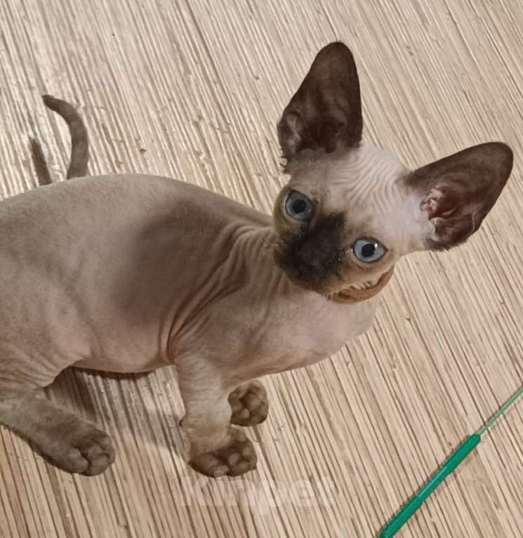 Кошки в Екатеринбурге: Котята Девон рекс Девочка, 55 000 руб. - фото 2