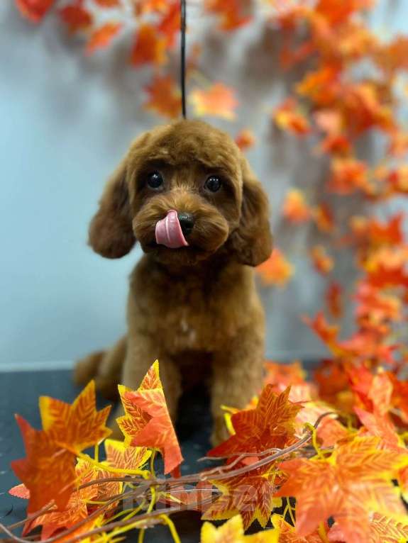 Собаки в Раменском: Мальтипу малтчик Мальчик, Бесплатно - фото 4