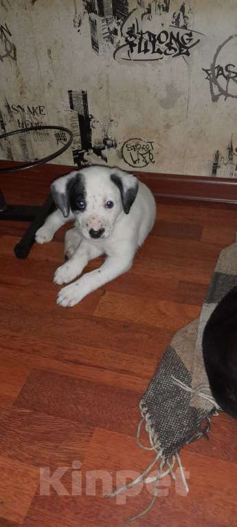 Собаки в Москве: Щенки лабрадора Девочка, 1 000 руб. - фото 3