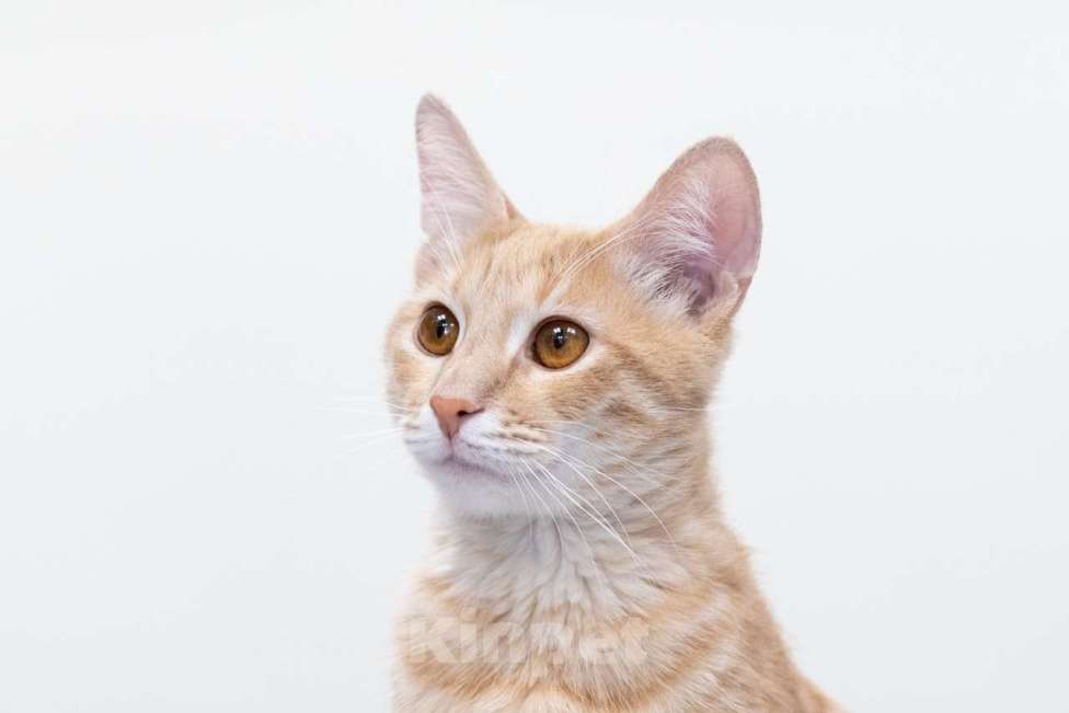 Кошки в Москве: Гога Мальчик, Бесплатно - фото 3