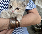 Кошки в Минеральном Воде: Котята в добрые руки Девочка, Бесплатно - фото 3