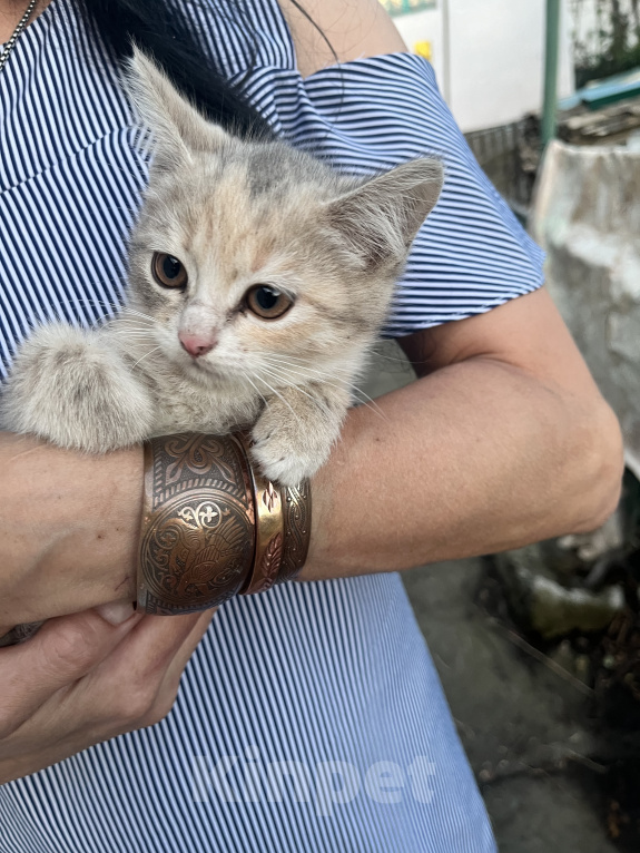 Кошки в Минеральном Воде: Котята в добрые руки Девочка, Бесплатно - фото 3