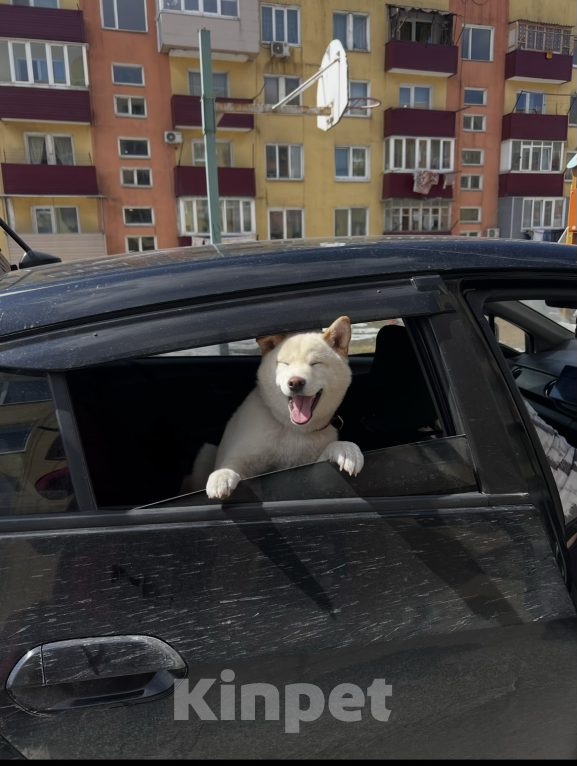 Собаки в других городах Приморского края: Сиба-Ину вязка Мальчик, Бесплатно - фото 5