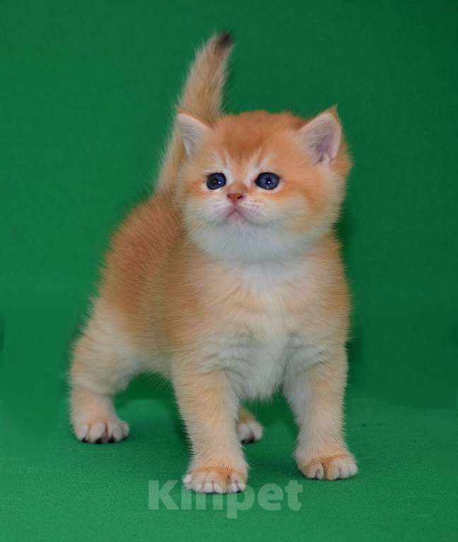 Кошки в Владимире: Британская золотая шиншилла Мальчик, 25 000 руб. - фото 1