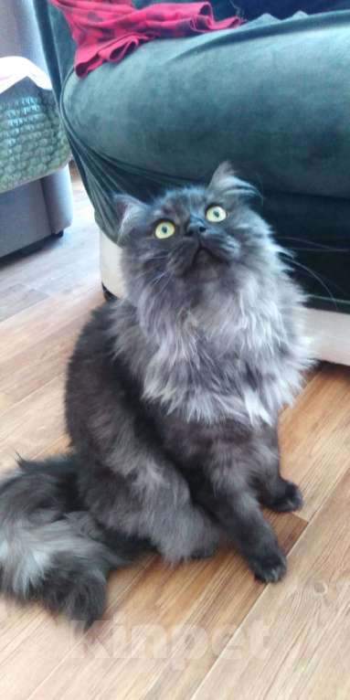 Кошки в Кинешме: У нас котик, славный Тишка, любопытный шалунишка! Мальчик, Бесплатно - фото 3