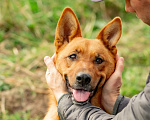 Собаки в Москве: Ялта, 4 года в добрые руки Девочка, Бесплатно - фото 7