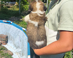 Собаки в других городах Краснодарского края: Щенки сенбернара Девочка, 30 000 руб. - фото 8