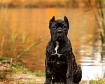 Собаки в Нижнем Новгороде: щенок кане корсо КАНЕ МЕЛОДИ Девочка, 90 000 руб. - фото 2