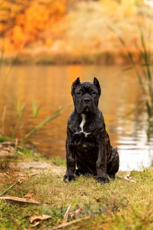 Собаки в Нижнем Новгороде: щенок кане корсо КАНЕ МЕЛОДИ Девочка, 90 000 руб. - фото 2