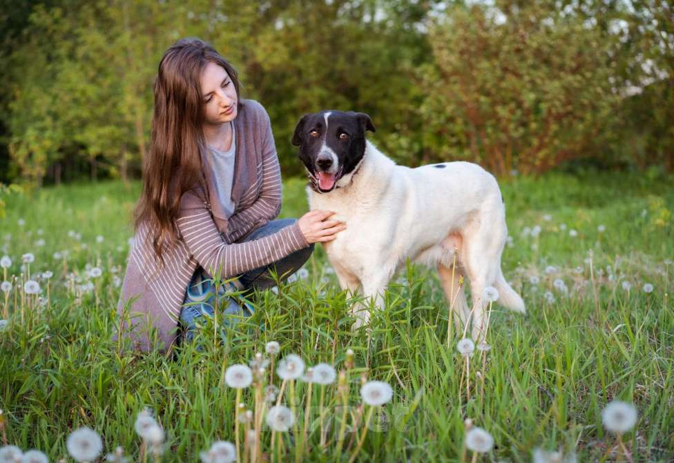 Собаки в Москве: Пёсель из приюта в поисках дома Мальчик, Бесплатно - фото 6