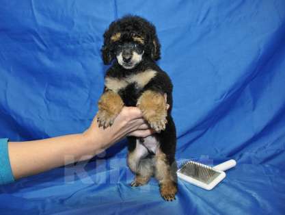 Собаки в Москве: той пудель фантом от Чемпионов Мальчик, 150 000 руб. - фото 3