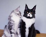 Кошки в Сочи: Котята мейн-кун в Сочи, 25 000 руб. - фото 3