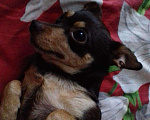 Собаки в Набережных Челнах: Вязка молодого Той терьера, 1 000 руб. - фото 6