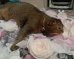 Кошки в Тюмени: Кошка смесь абесинки и шотландца, 10 руб. - фото 2