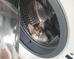 Кошки в Кораблино: Миленькие котята в добрые руки, Бесплатно - фото 4