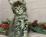 Кошки в Жердевке: Клубные котята мейн-кун, 20 000 руб. - фото 10