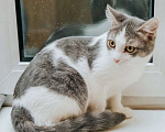 Кошки в Реутове: Особая кошечка Мышка ищет дом. Девочка, Бесплатно - фото 5