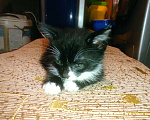 Кошки в Королеве: Необычный котик ,необычная раскраска  Мальчик, 100 руб. - фото 2