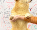 Собаки в Москве: вельш корги пемброк подрощенный мальчик 1 г Мальчик, 35 000 руб. - фото 10