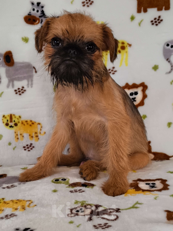 Собаки в Хабаровске: Щенок брюссельского гриффона Мальчик, 60 000 руб. - фото 2