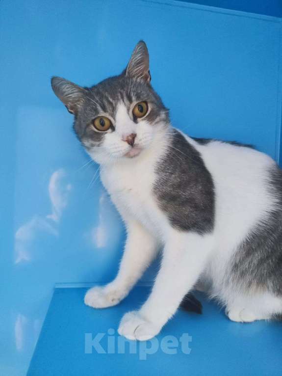 Кошки в Москве: Выбросили на помойку и отказались. Коту некуда идти Мальчик, Бесплатно - фото 3