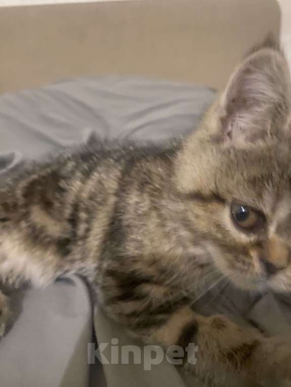 Кошки в Челябинске: отдам породистого котенка Девочка, Бесплатно - фото 3