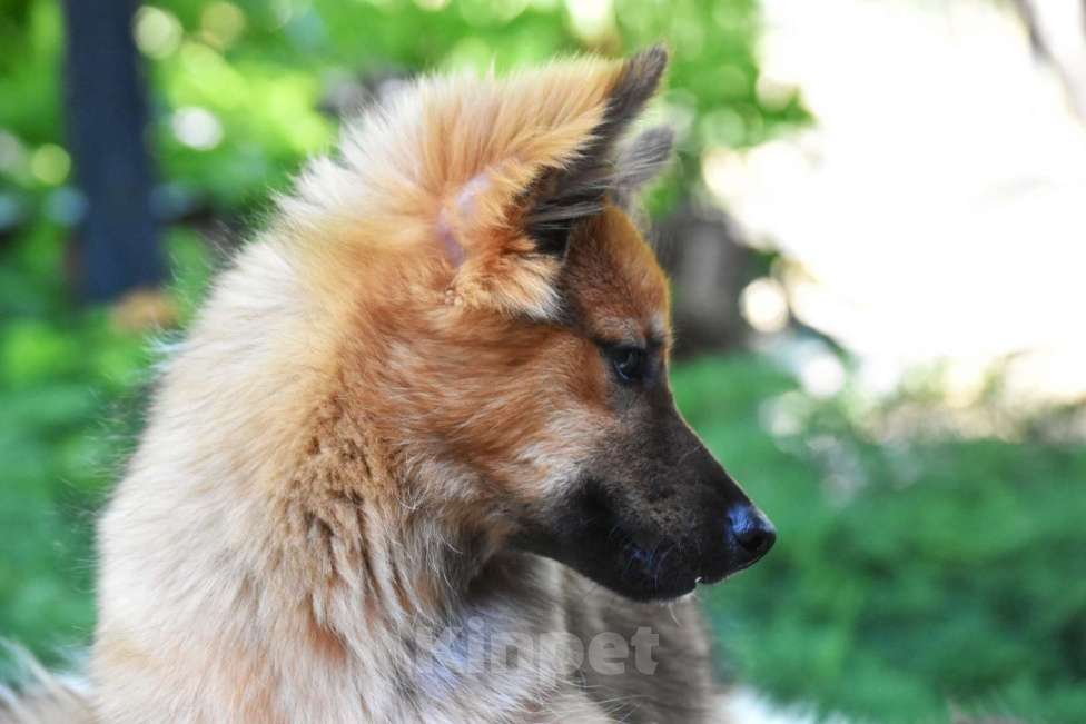 Собаки в Москве: Ненецкая оленегонная лайка Ягодка - Малинка. Девочка, 60 000 руб. - фото 4