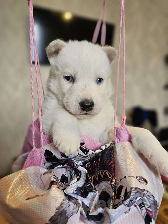 Собаки в Воронеже: Сибирский хаски Мальчик, Бесплатно - фото 3