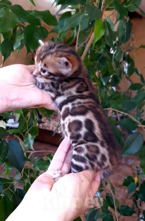 Кошки в Москве: Бенгальский котенок,  девочка Девочка, 45 000 руб. - фото 3