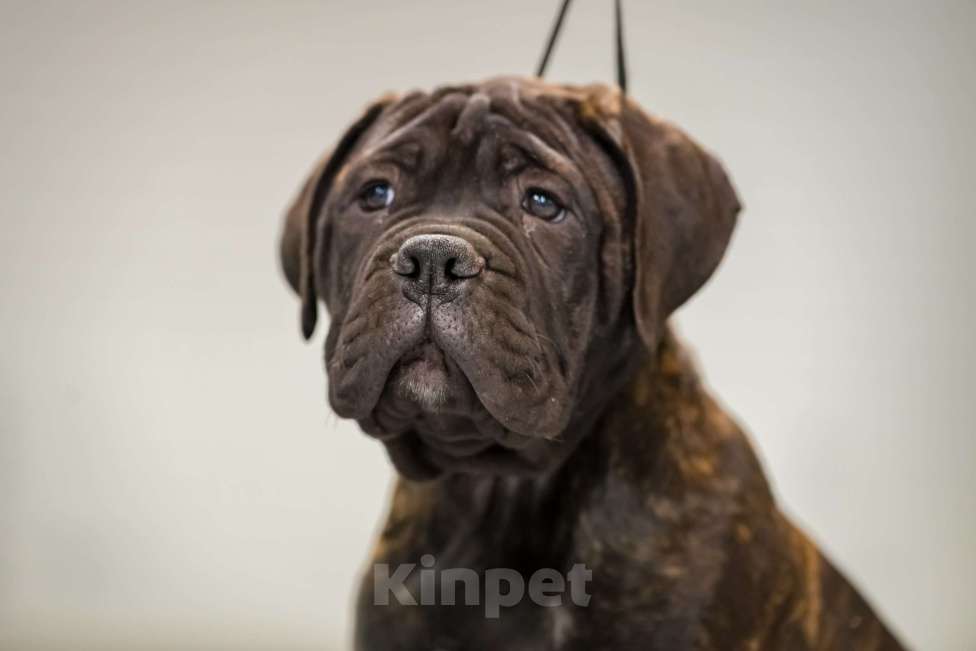 Собаки в Ханты-Мансийске: Щенок бульмастифа Девочка, Бесплатно - фото 1