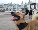 Собаки в Москве: Рыжуля в поисках семьи  Девочка, Бесплатно - фото 9