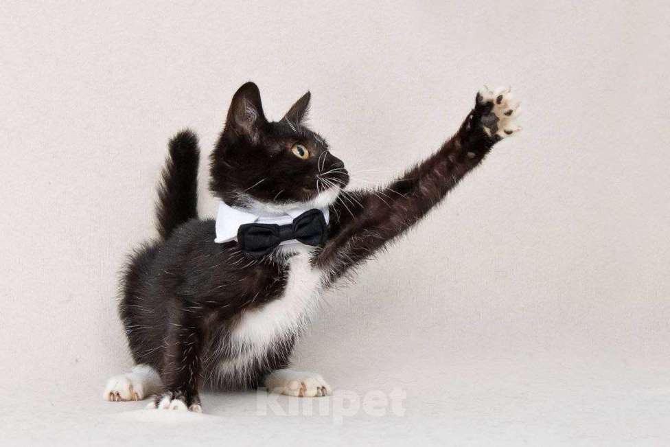 Кошки в Москве: Шустрый котенок Бантик хочет стать домашним Мальчик, Бесплатно - фото 7