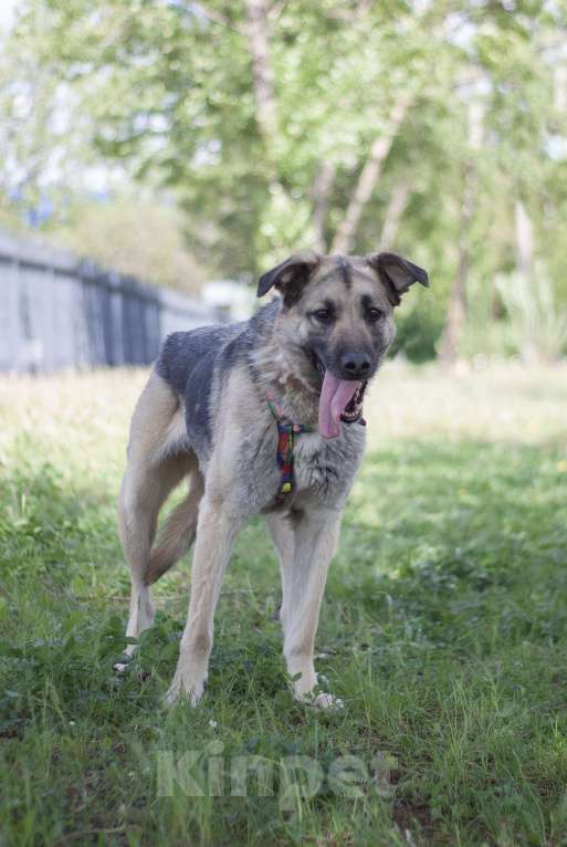 Собаки в Москве: Скромный Винчестер мечтает быть домашним Мальчик, Бесплатно - фото 5