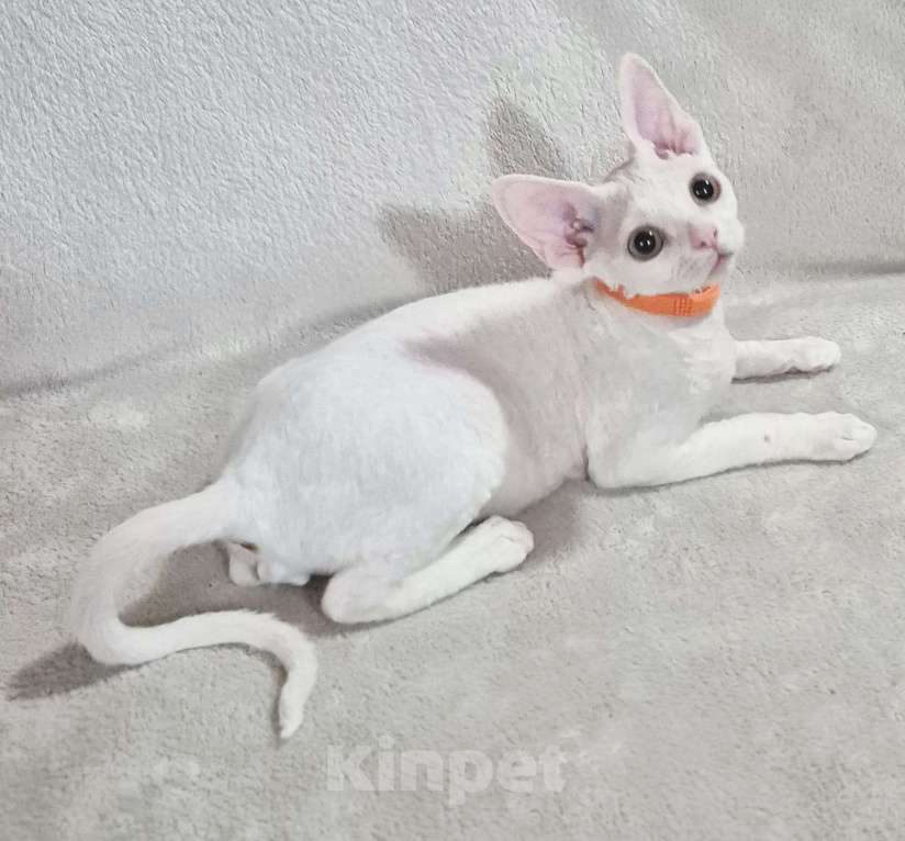 Кошки в Москве: Девон рекс котик белый Мальчик, 50 000 руб. - фото 4