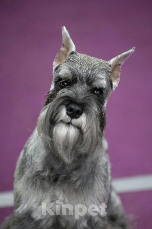 Собаки в Москве: Малыши цвергшнауцера перец с солью  Мальчик, 40 000 руб. - фото 5