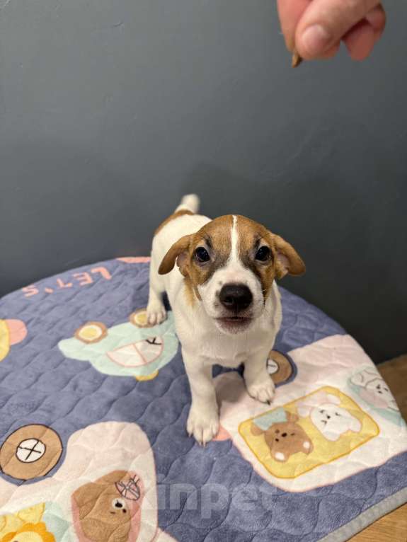 Собаки в Екатеринбурге: Вихрюша Мальчик, 60 000 руб. - фото 2