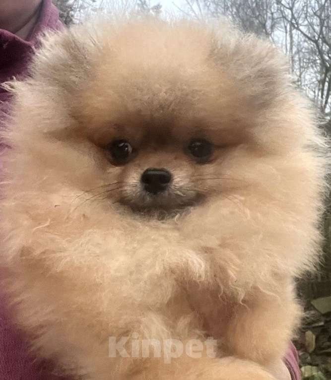 Собаки в других городах Московской области: Померанский шпиц для дома и семьи Мальчик, Бесплатно - фото 2