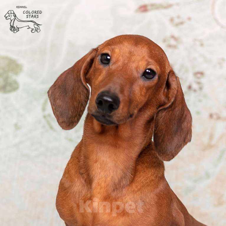 Собаки в Королеве: Такса взрослый пес Мальчик, 30 000 руб. - фото 9