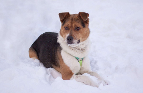 Позитивный Феликс в добрые руки