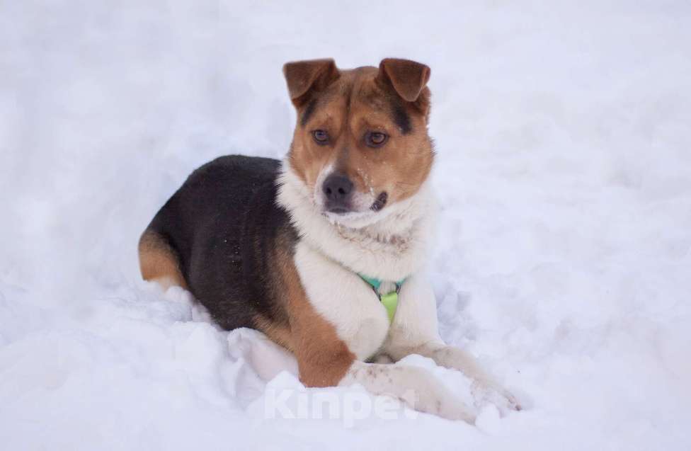 Собаки в Москве: Позитивный Феликс в добрые руки Мальчик, Бесплатно - фото 1