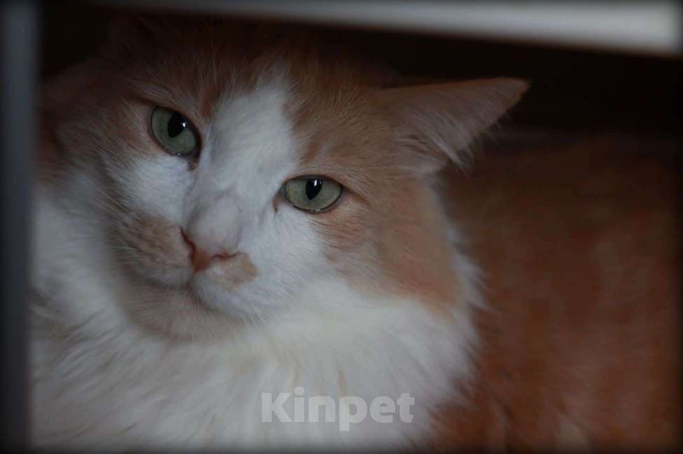 Кошки в Москве: Тоша ждёт семью Мальчик, Бесплатно - фото 3