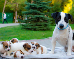 Собаки в Симферополе: Вязка с бело-черным Джек Расселом  Мальчик, Бесплатно - фото 10