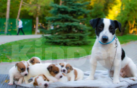 Собаки в Симферополе: Вязка с бело-черным Джек Расселом  Мальчик, Бесплатно - фото 10
