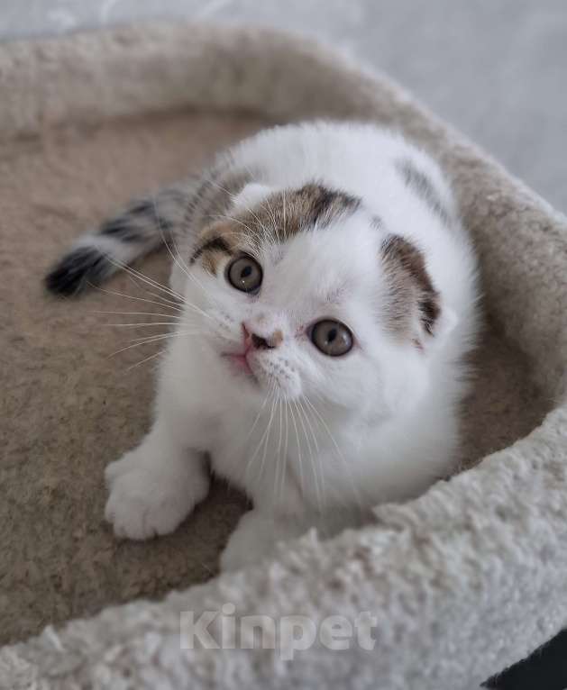 Кошки в Ярославле: Шотландский вислоухий короткошерстный мальчик Мальчик, 35 000 руб. - фото 9