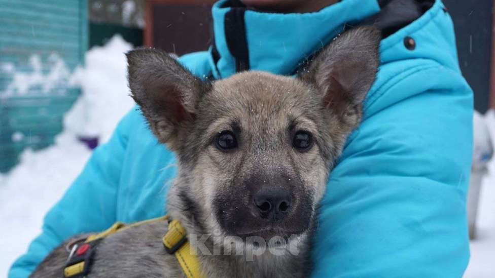 Собаки в Ногинске: Дымка Девочка, Бесплатно - фото 1