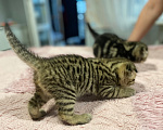 Кошки в Санкт-Петербурге: Шотландские вислоухие котята Девочка, 16 000 руб. - фото 4