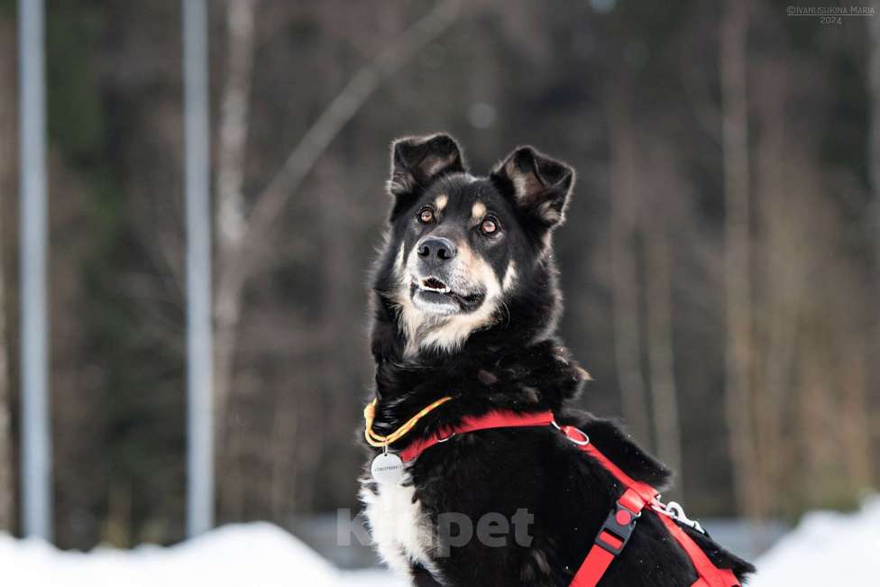 Собаки в Наро-Фоминске: Очень ласковая Сирена Девочка, Бесплатно - фото 5