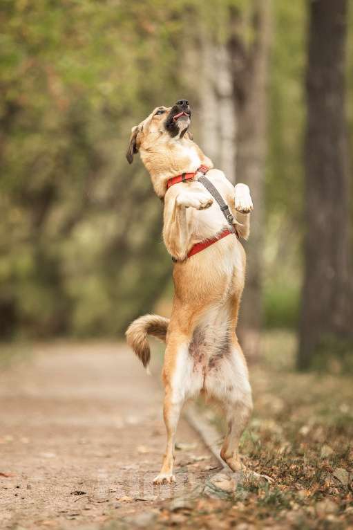 Собаки в Москве: Нанами Девочка, Бесплатно - фото 9
